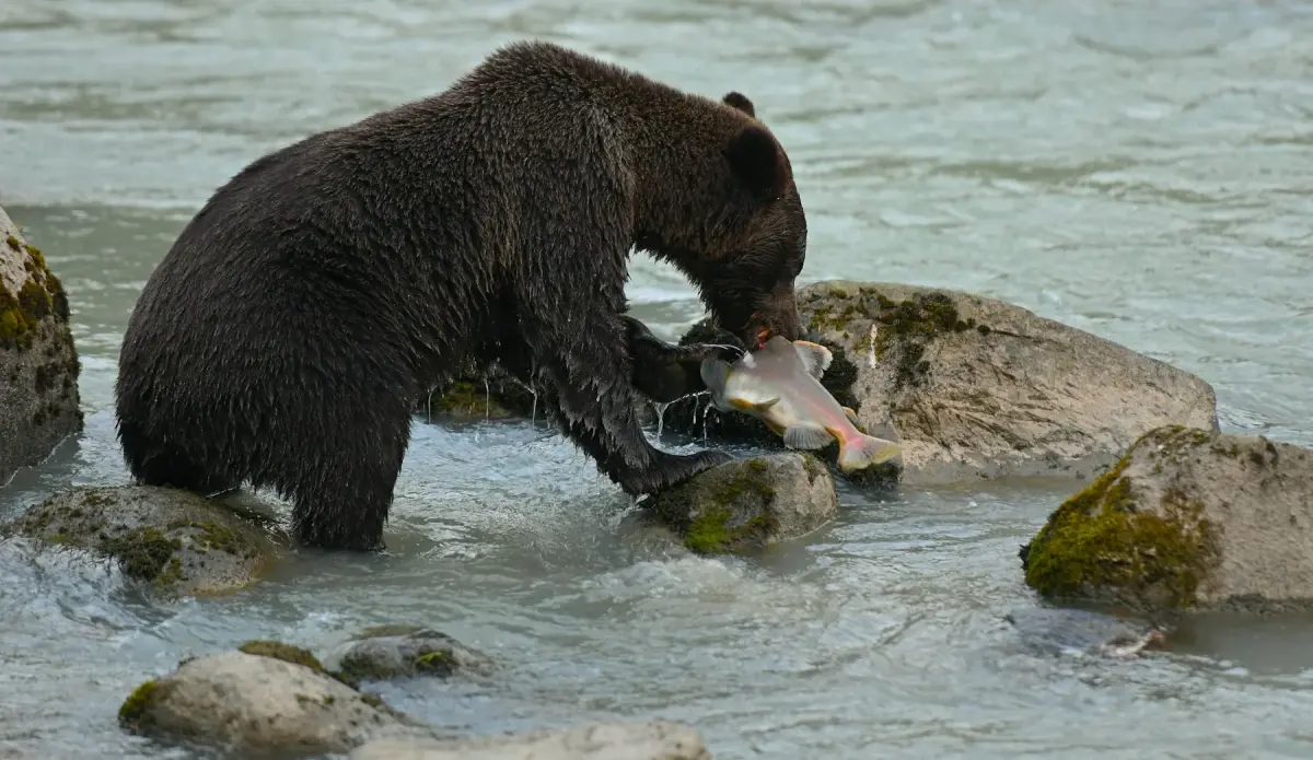 Kamchatka: From Salmon Rivers to Bear Shores