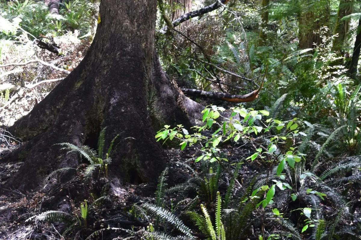 The Forest You Need to Hear